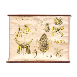 Biologie de la fleur, Ross, Morin,