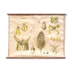 Biology of the flower, Ross, Morin, educational grid, 1900