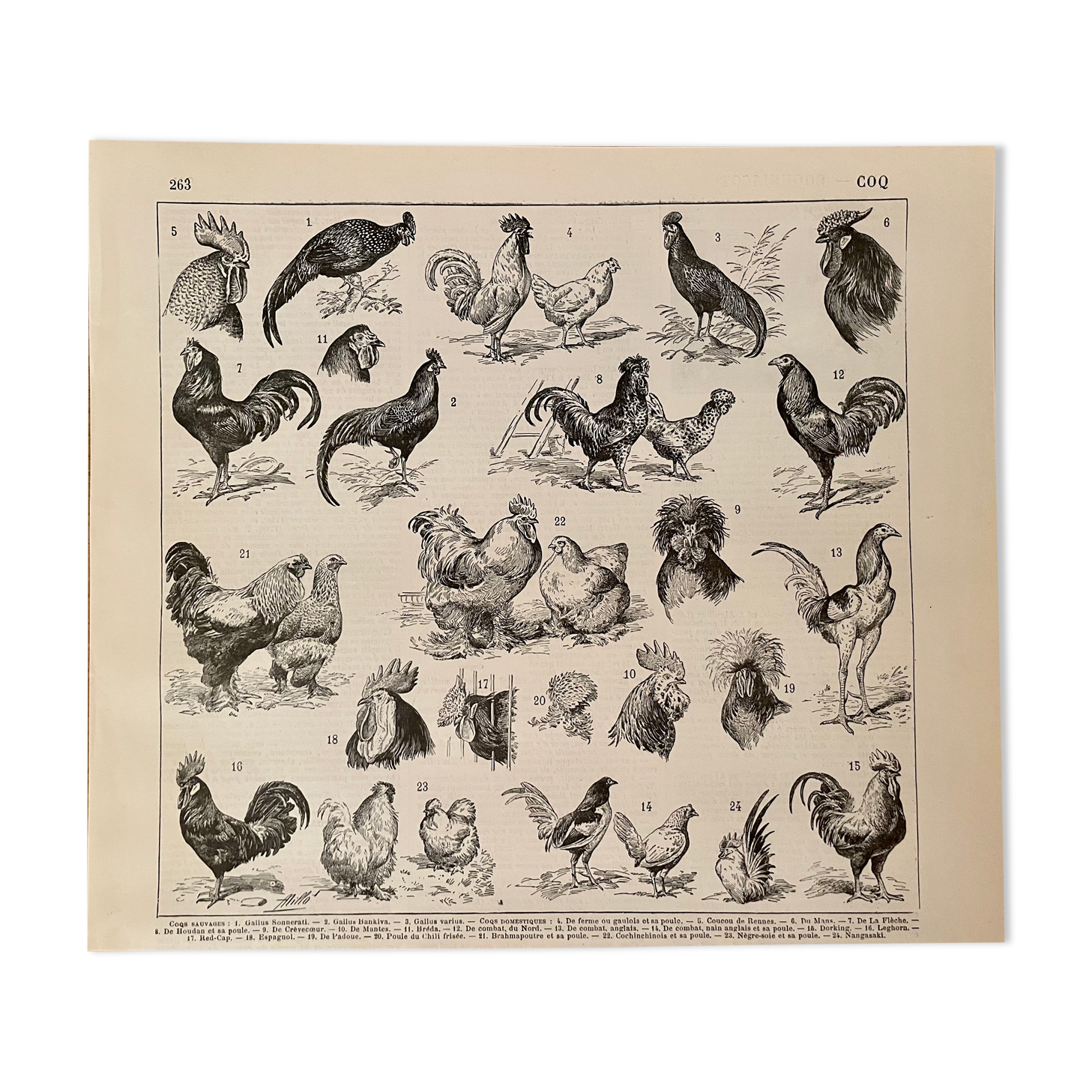 Lithographie gravure sur le coq de 1897