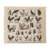 Lithographie gravure sur le coq de 1897
