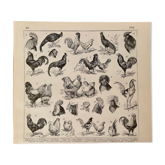 Lithographie gravure sur le coq de 1897