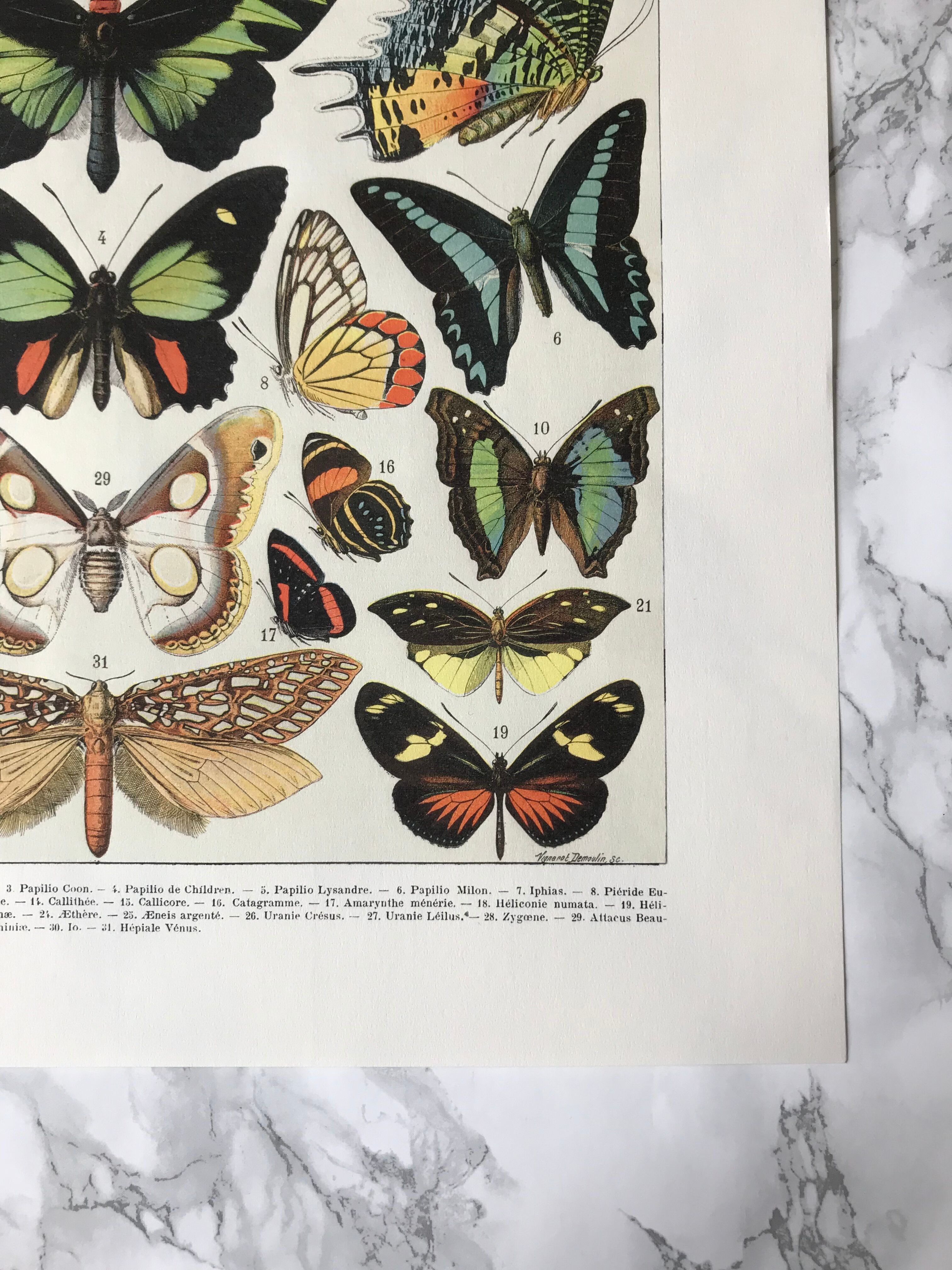 Zoological Board representing different kinds of butterflies