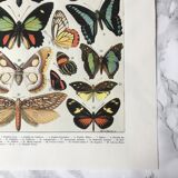 Zoological Board representing different kinds of butterflies