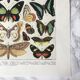 Planche zoologique représentant différentes sortes de papillons