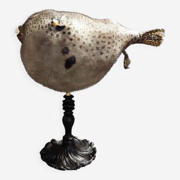 Cabinet of Curiosities stuffed fish starry tetrodon arothron on base