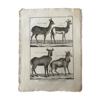 Engraving XVIIIth Buffon, Bonnaterre, Natural history, Quadrupeds, Mammals