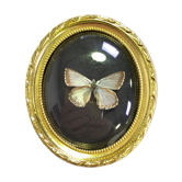 Butterfly under curved frame