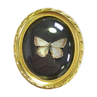 Butterfly under curved frame