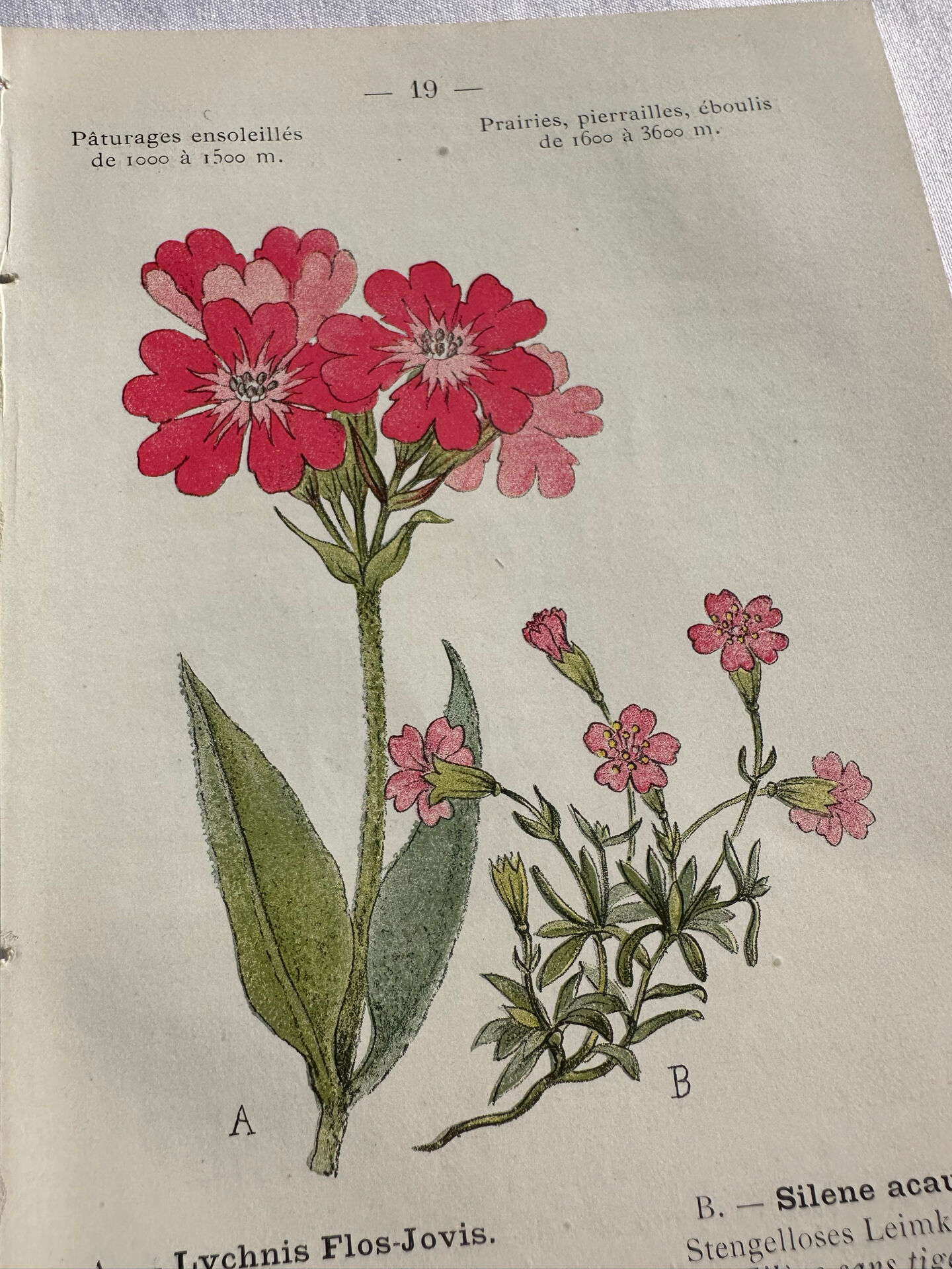 Naturalist Plate – 19th Century Botanical Engraving, Double-Sided