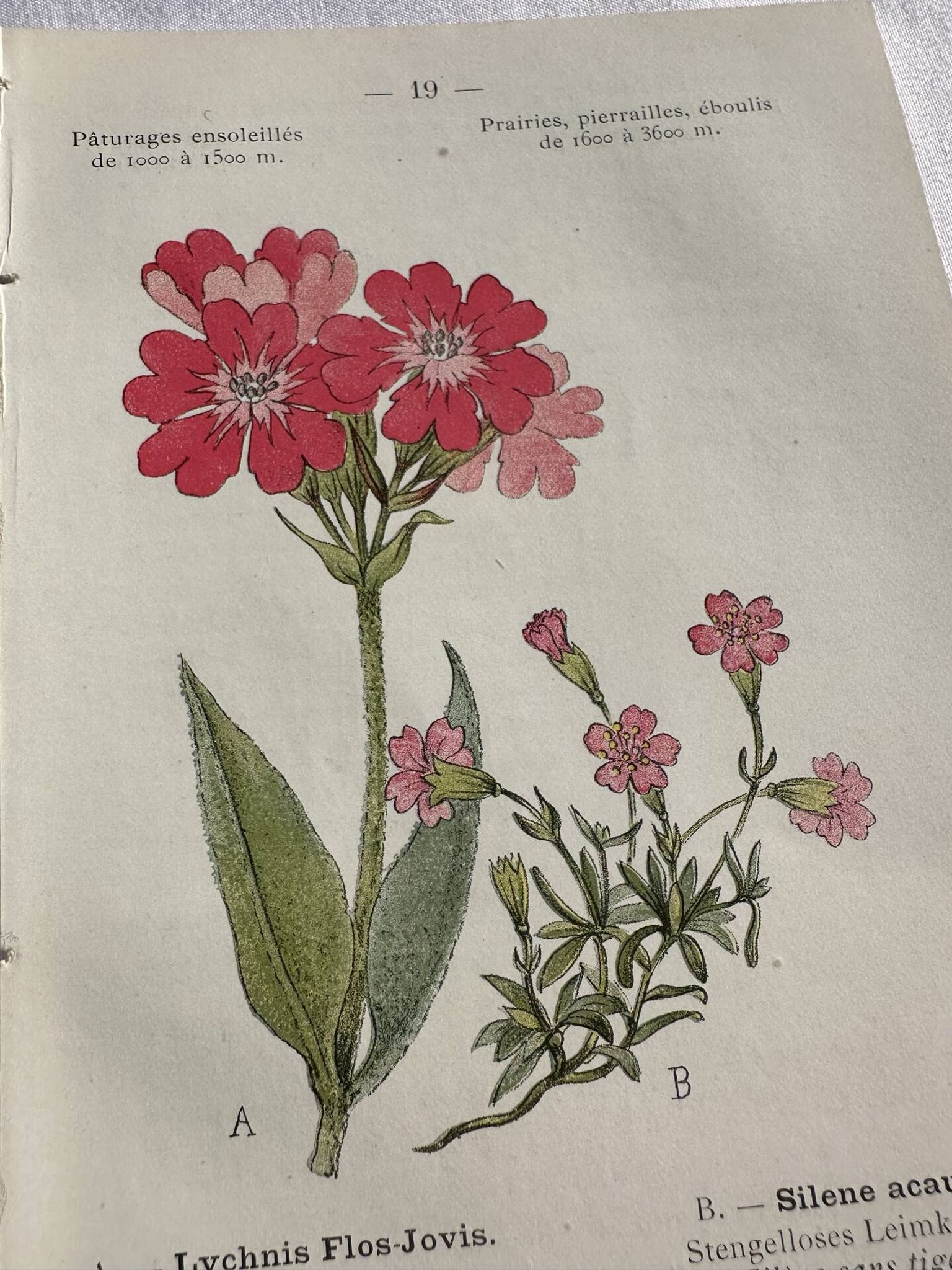 Planche Naturaliste – Gravure botanique ancienne 19eme  recto verso