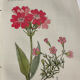 Naturalist Plate – 19th Century Botanical Engraving, Double-Sided