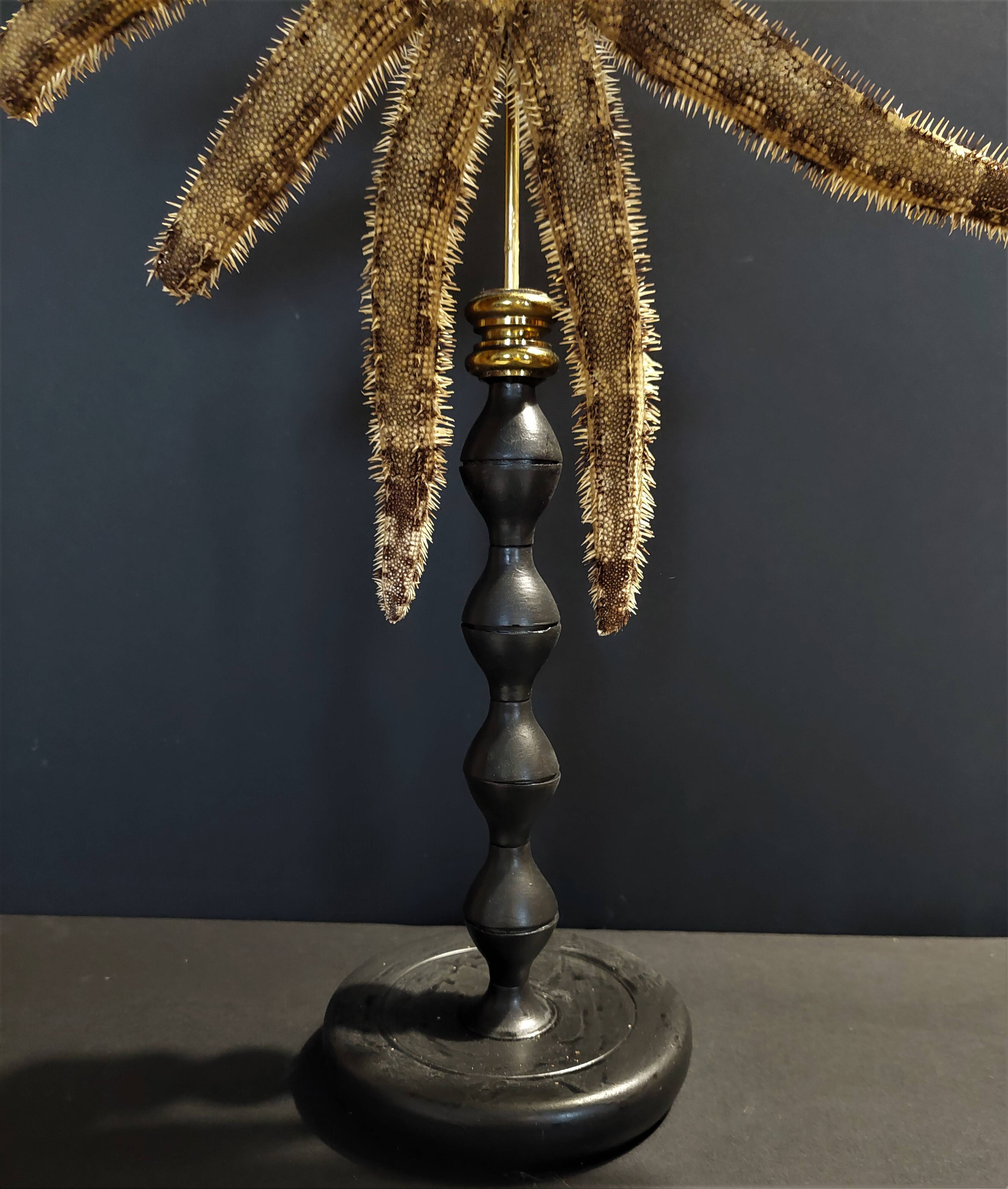Cabinet de Curiosités étoile de mer luiduia magnifica sur socle