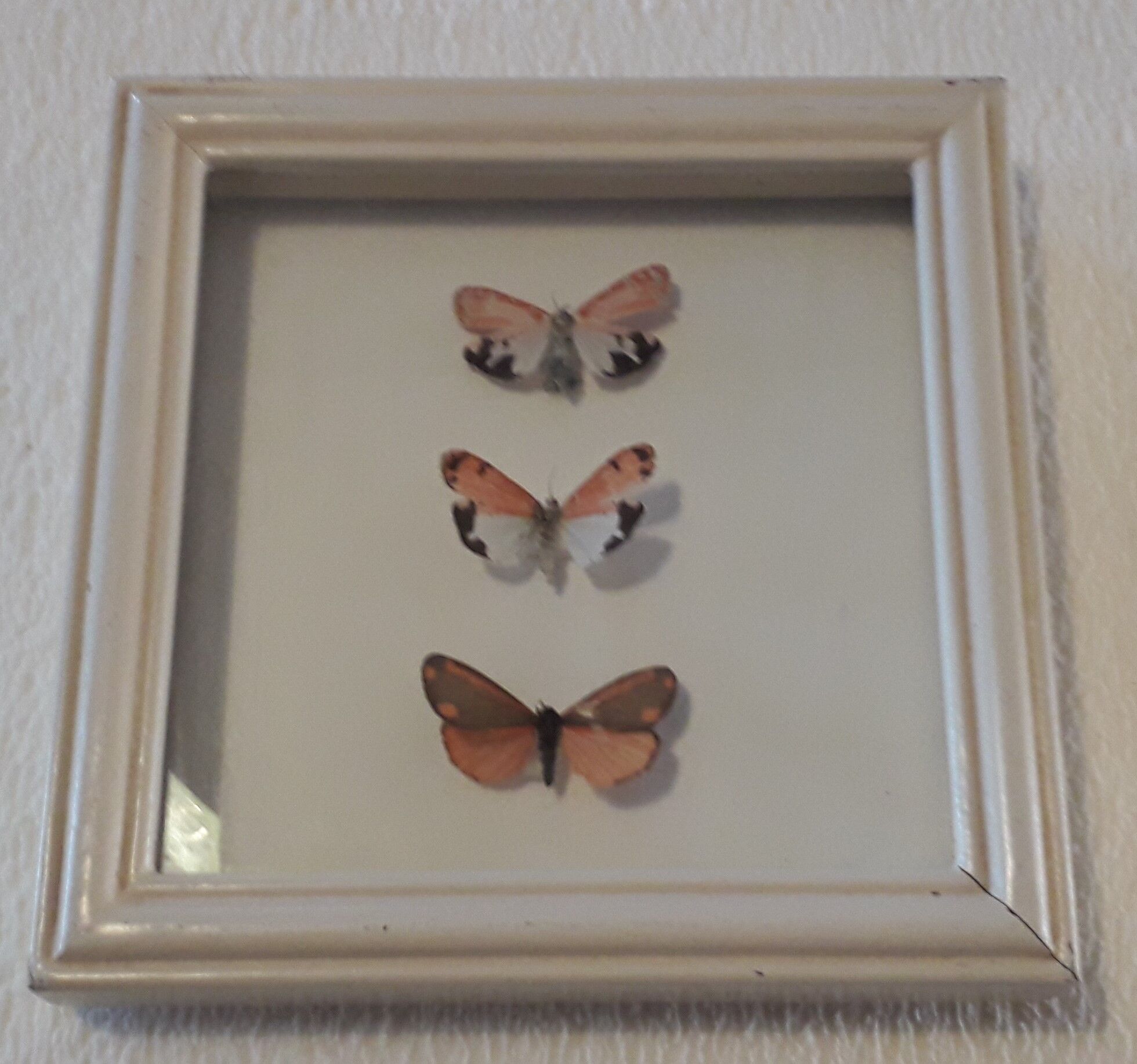 Naturalized butterflies