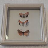 Naturalized butterflies