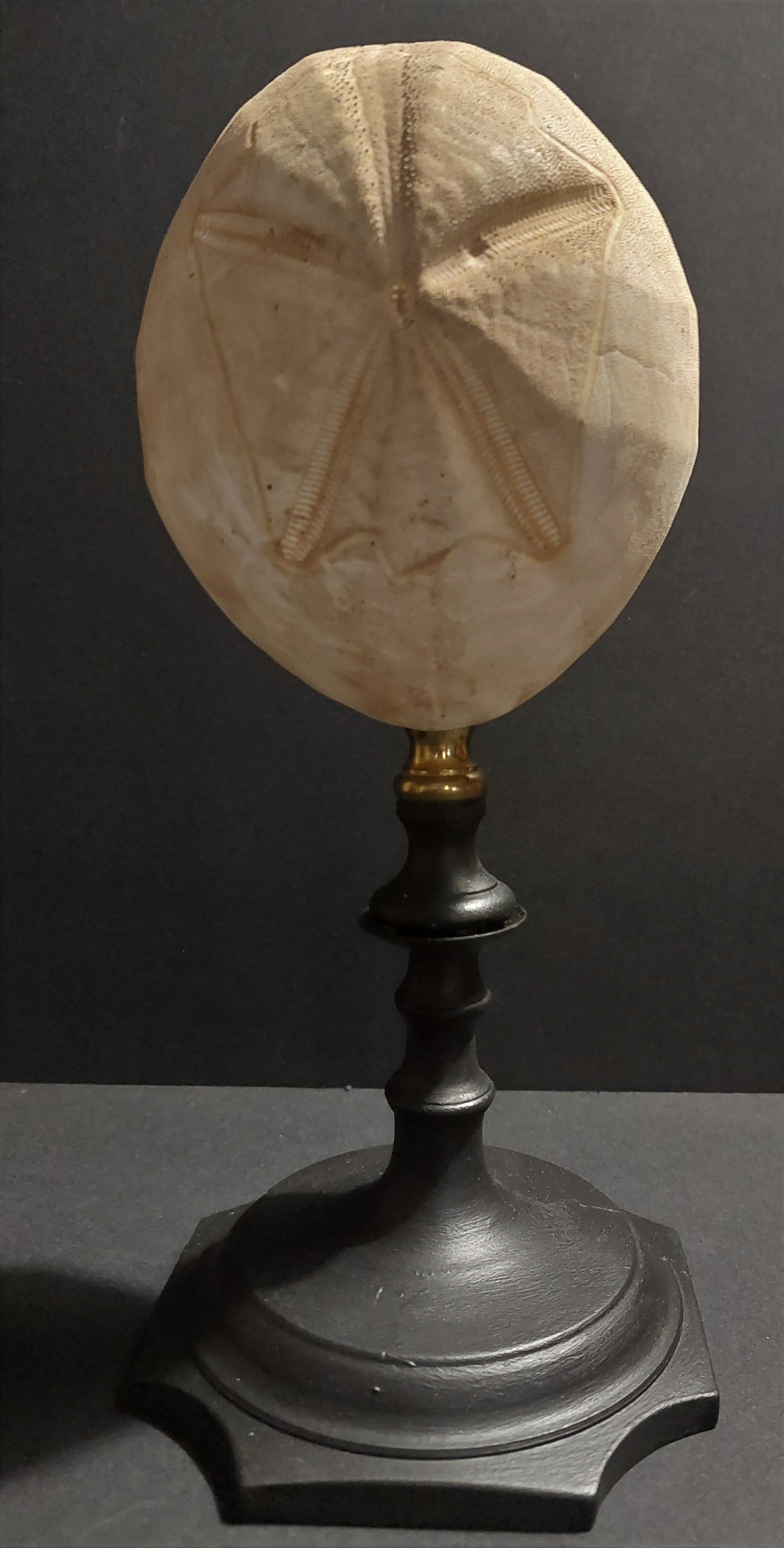 Cabinet of Curiosities sea urchin brissus unicolor on base