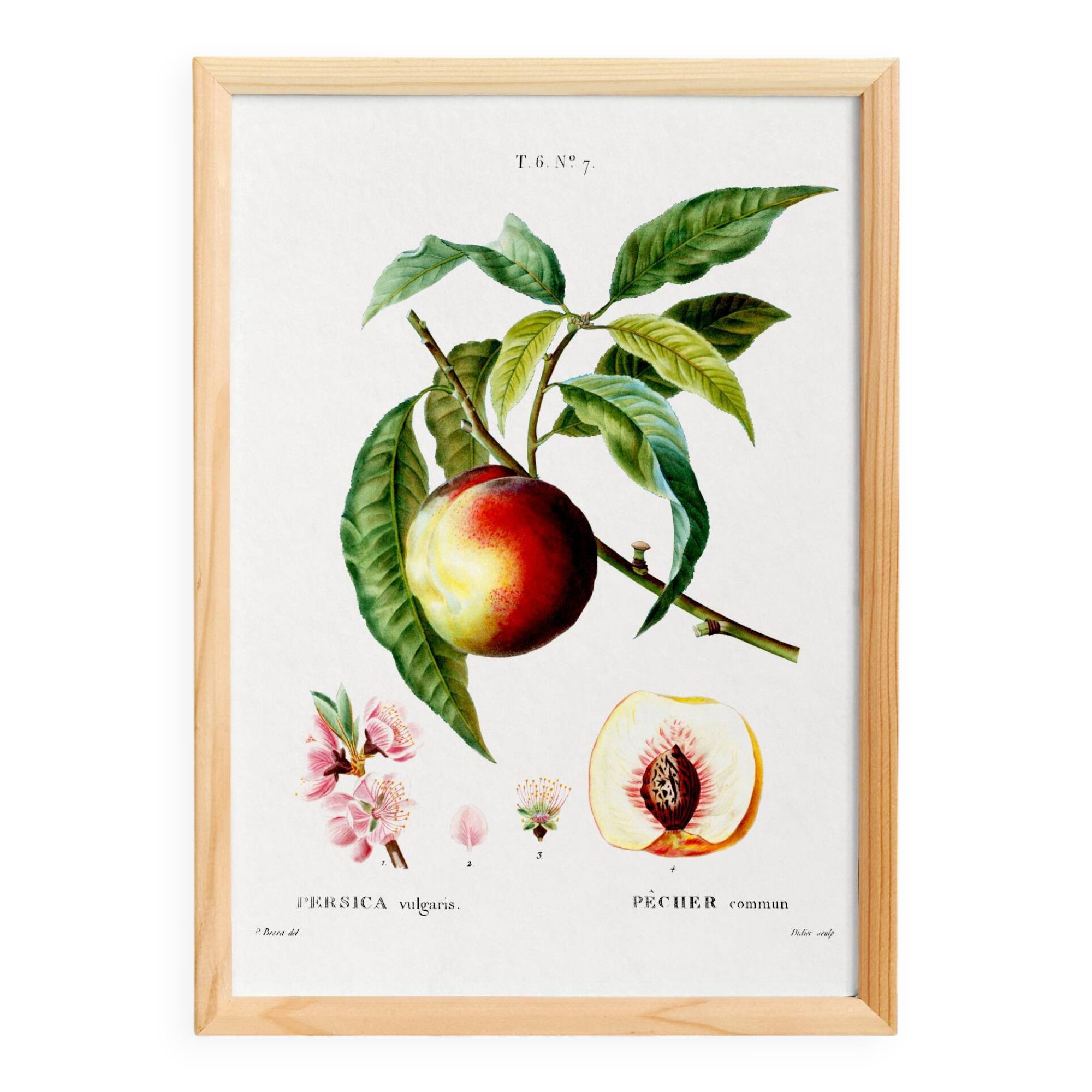 Botanical poster about the peach tree, after an engraving from 1802