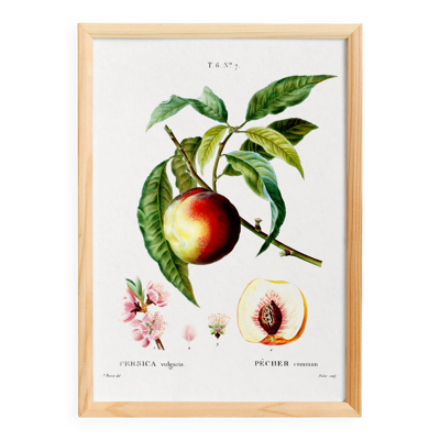 Affiche botanique sur le pêcher, d’après une gravure de 1802