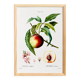 Botanical poster about the peach tree, after an engraving from 1802