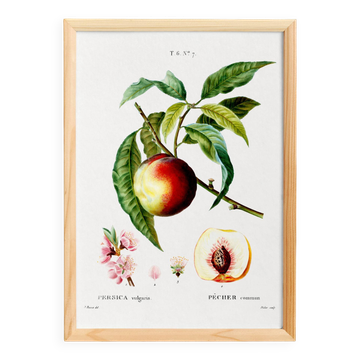 Botanical poster about the peach tree, after an engraving from 1802