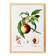 Botanical poster about the peach tree, after an engraving from 1802