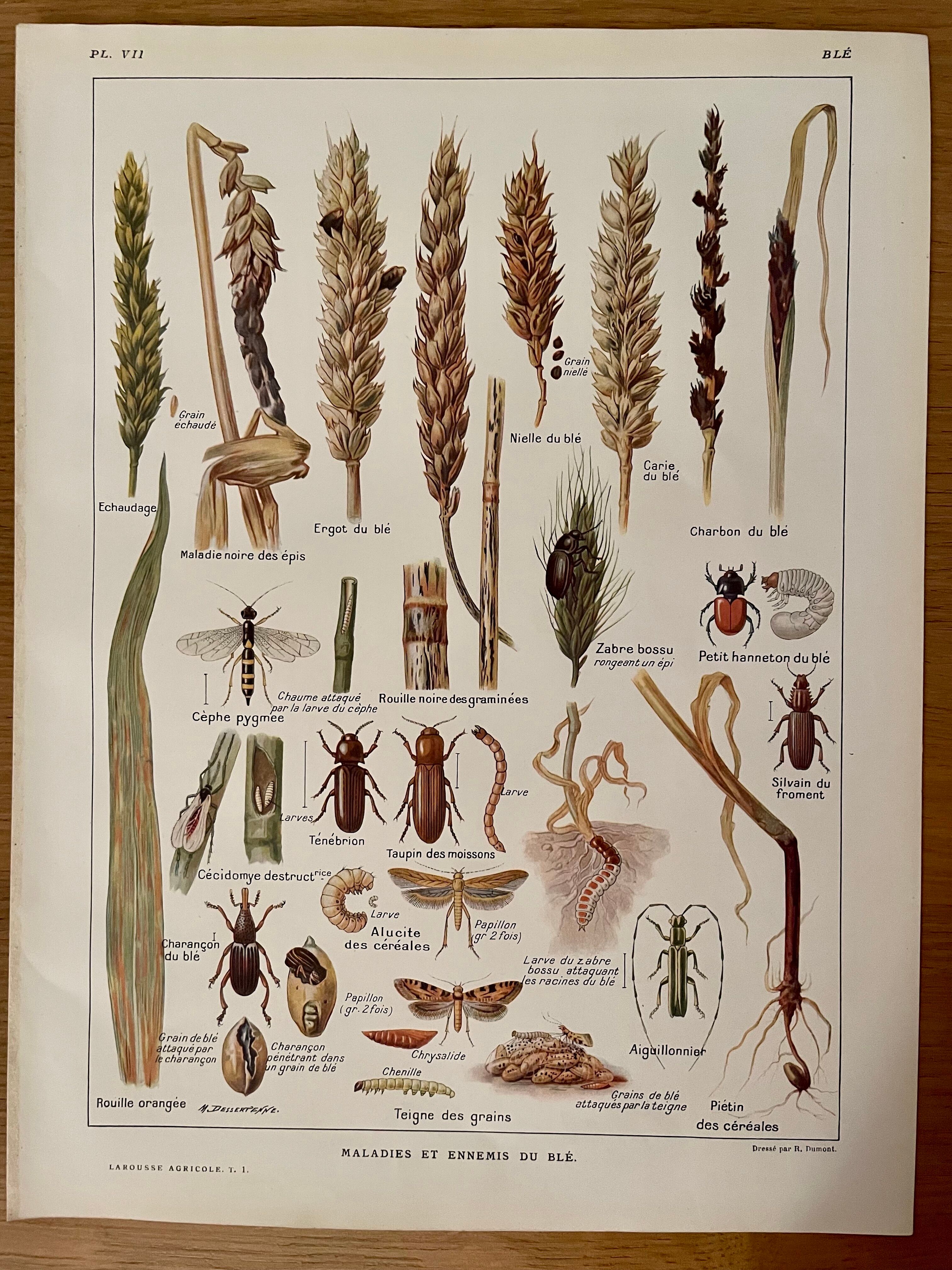 1921 wheat lithograph (diseases and enemies of wheat)