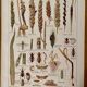 1921 wheat lithograph (diseases and enemies of wheat)