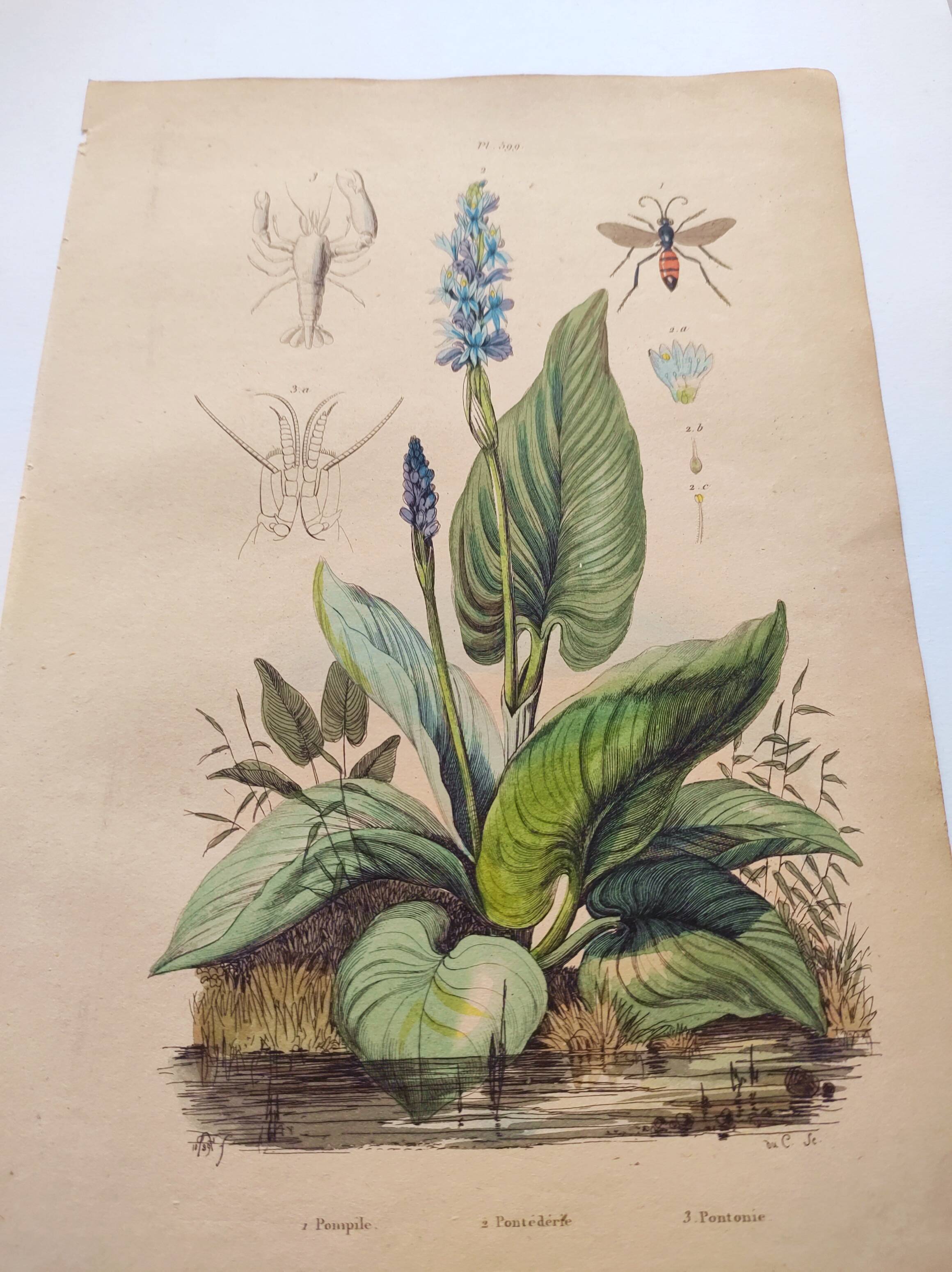 Botanical engraving from 1839 - Pontedera - Old hand-colored plate.