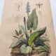 Botanical engraving from 1839 - Pontedera - Old hand-colored plate.