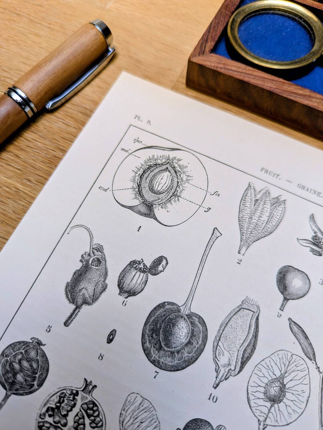 Printed in 1889, fruits and seeds. Antique botanical plate.