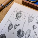 Printed in 1889, fruits and seeds. Antique botanical plate.