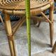 Chaises en rotin vintage
