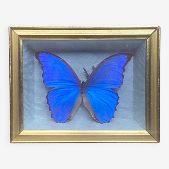 Blue butterfly under frame