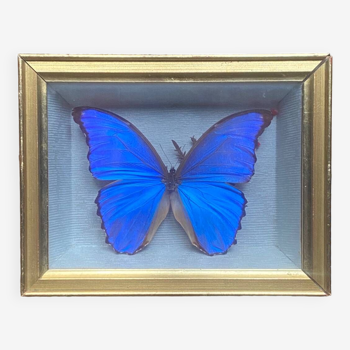 Papillon bleu sous cadre
