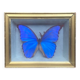 Blue butterfly under frame