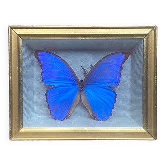 Blue butterfly under frame
