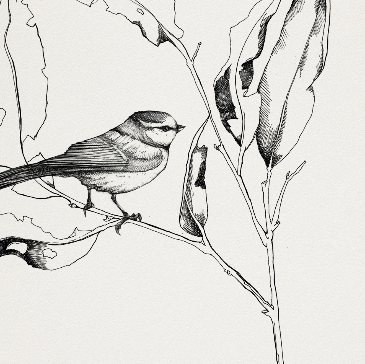 Illustration - l'oiseau et la branche n°2