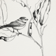 Illustration - l'oiseau et la branche n°2