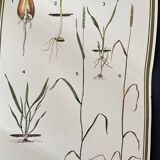 Botanical poster 1970's
