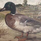 HST oil painting, Ermanno Clara, wild duck, late 19th early 20th century