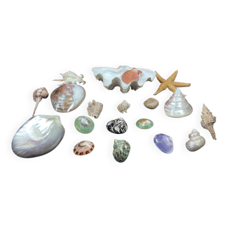 Cabinet of curiosities, Lot of various shells