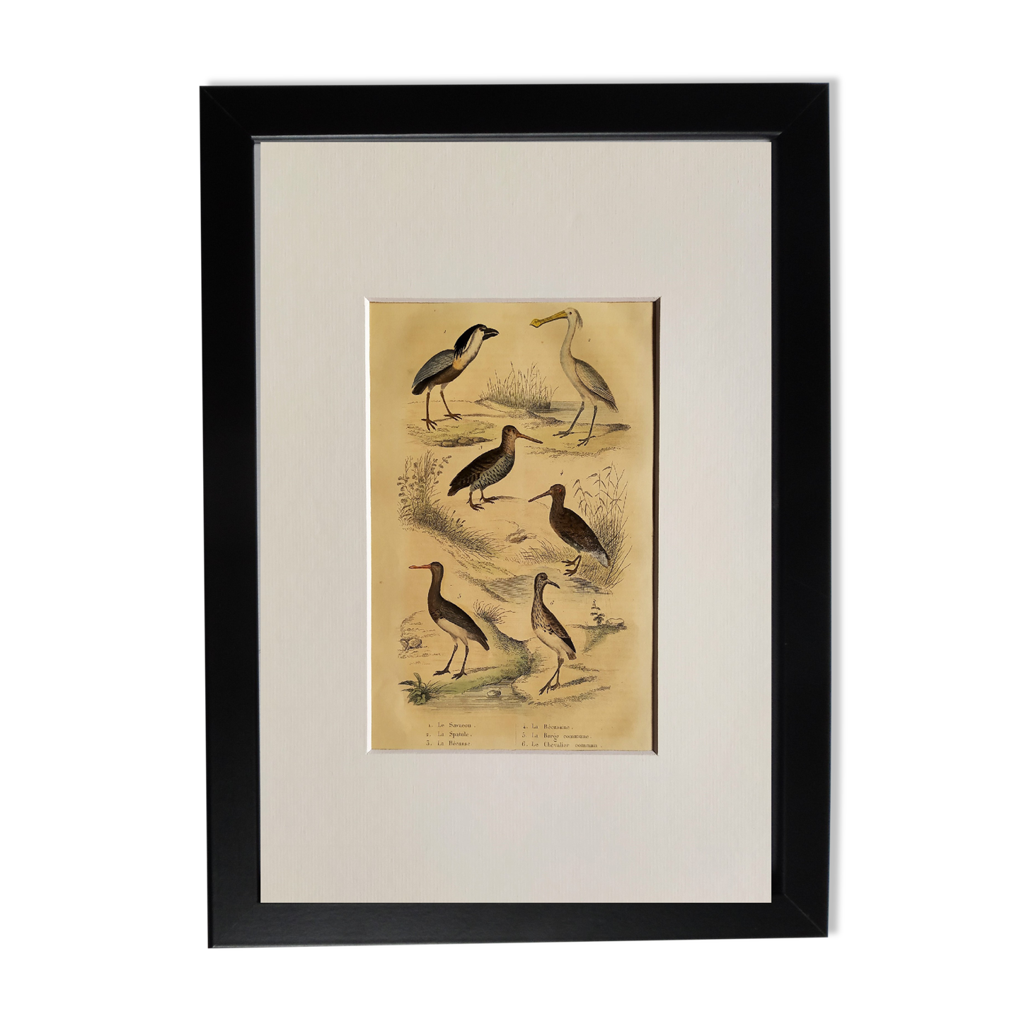 Original ornithological plate " Savacou - Spatula - &c... " Buffon (1837)