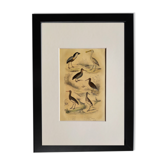 Original ornithological plate " Savacou - Spatula - &c... " Buffon (1837)