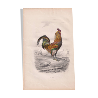 Lithograph LE COQ 1860 - Drawing Ed. TRAVIES Impr Lamoureux Edit. Garnier Frères 28x17.5cm #231203