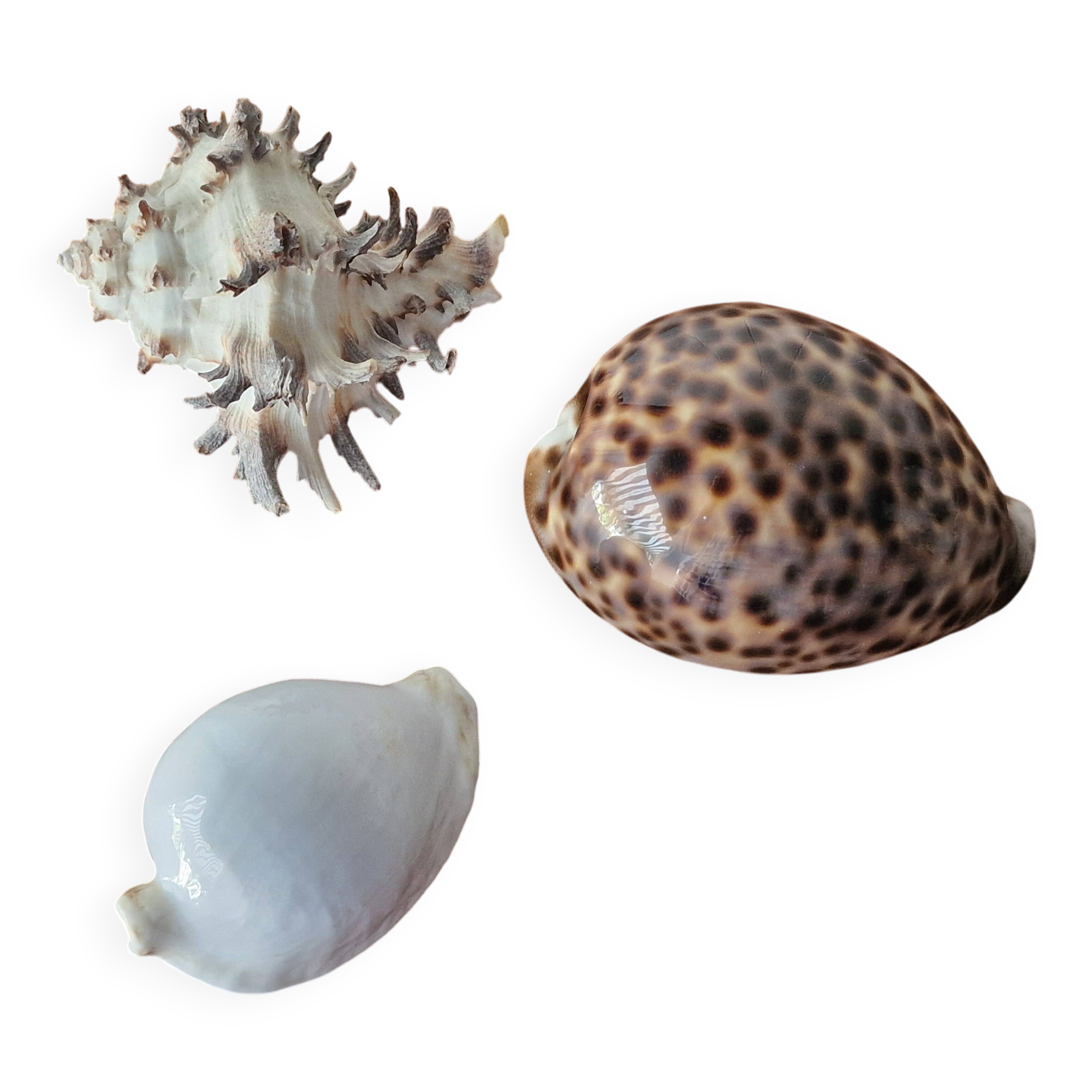 Ancient shell collection