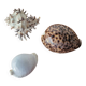 Ancient shell collection