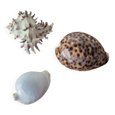 Coquillages anciens collection
