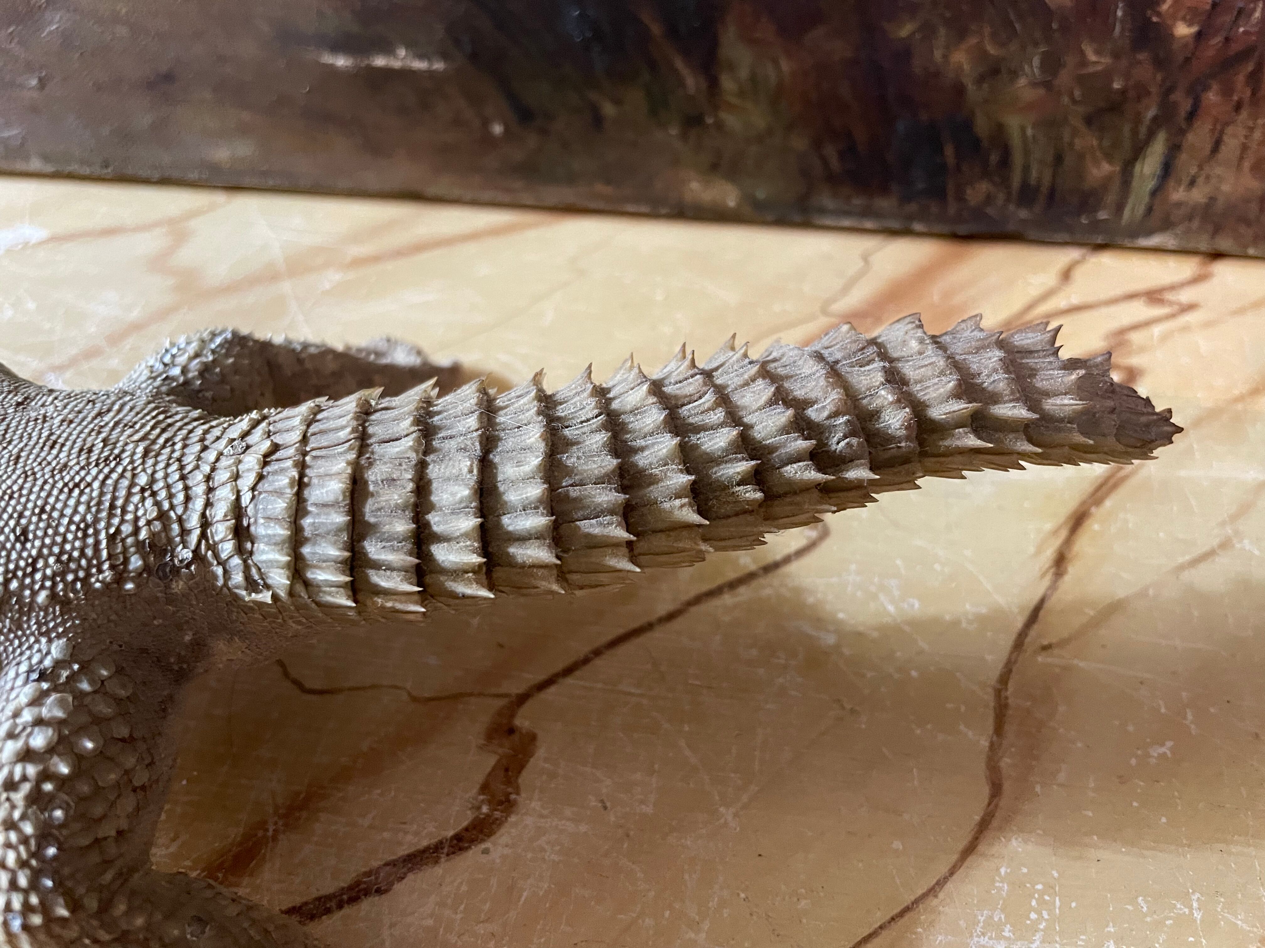 Ancient naturalized lizard