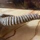 Ancient naturalized lizard
