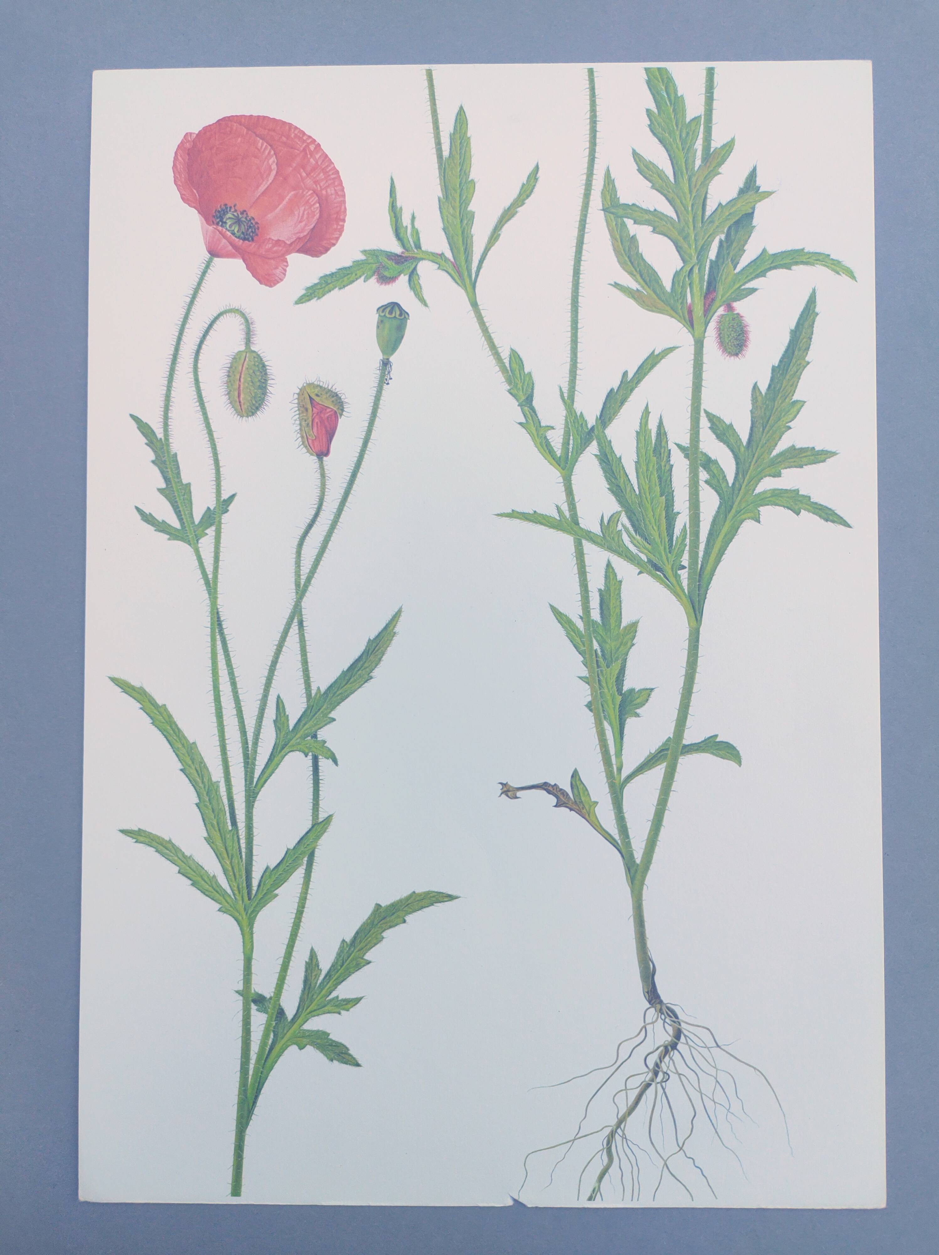 Vintage botanical print from 1978. Poppy. Wild plant illustration.