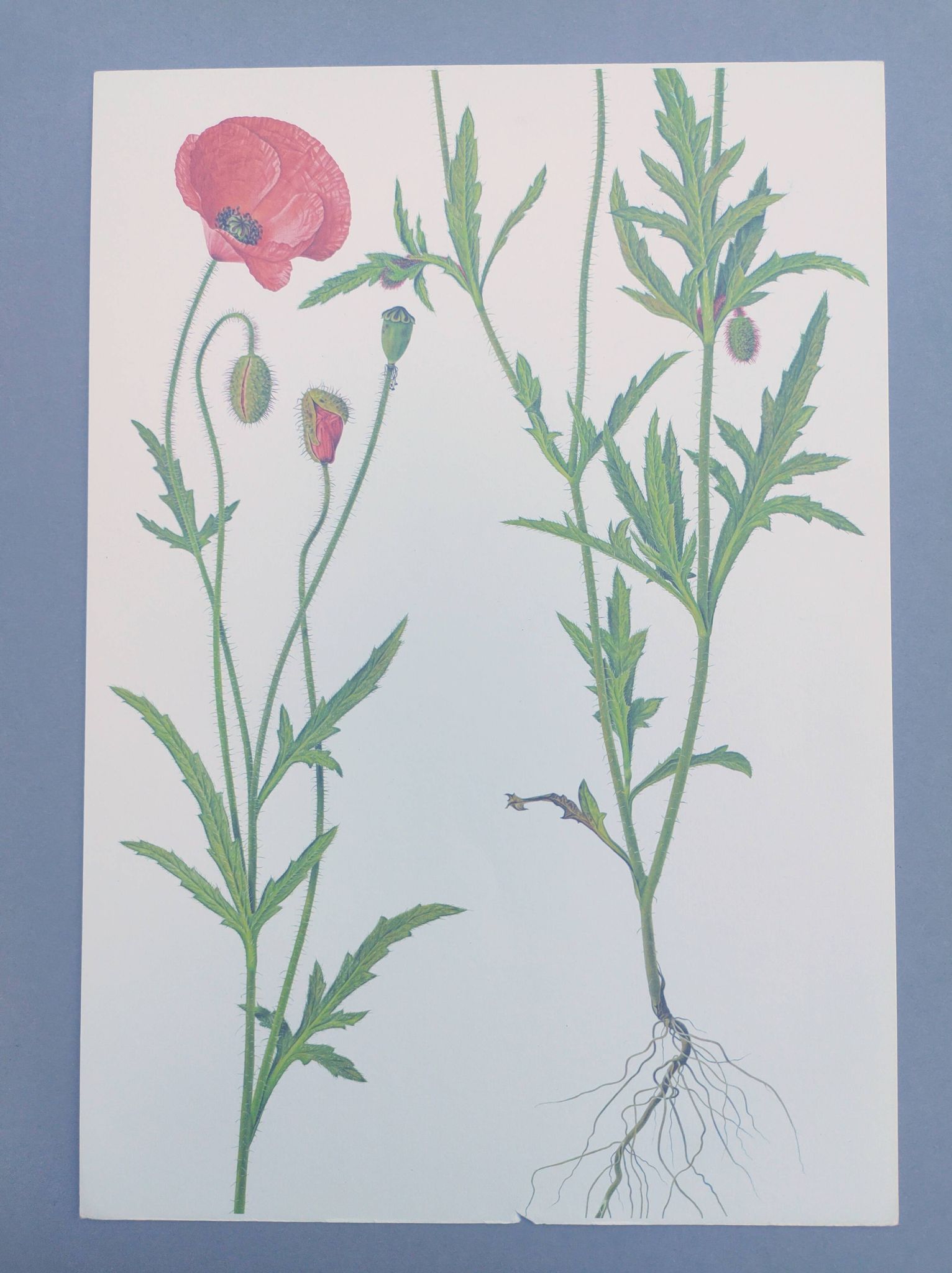 Planche botanique vintage de 1978. Coquelicot. Illustration plante sauvage